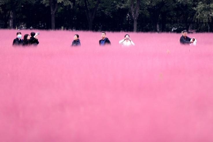 邂逅這片“粉霧?！?>
     <p>邂逅這片“粉霧?！?/p>
</a>
        </div>
    </div>
    <!--推薦圖集end-->
    <div   id=